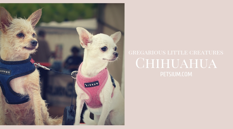 Chihuahua Small Dogs - Under 10 Pounds (5kg)