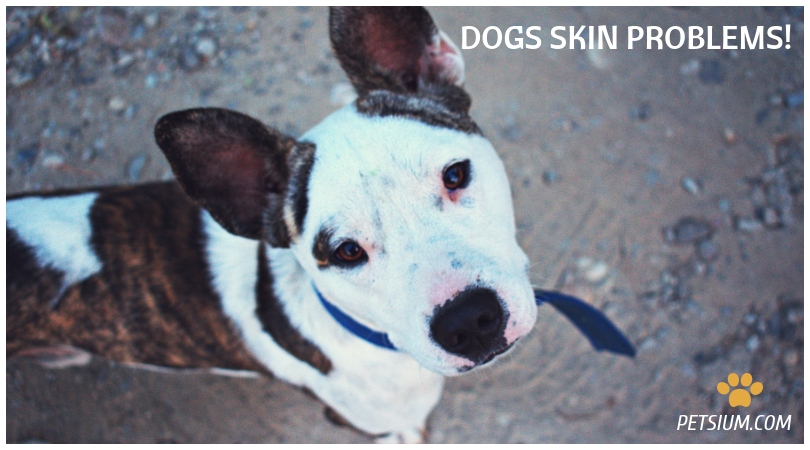 guide to skin problems in dogs