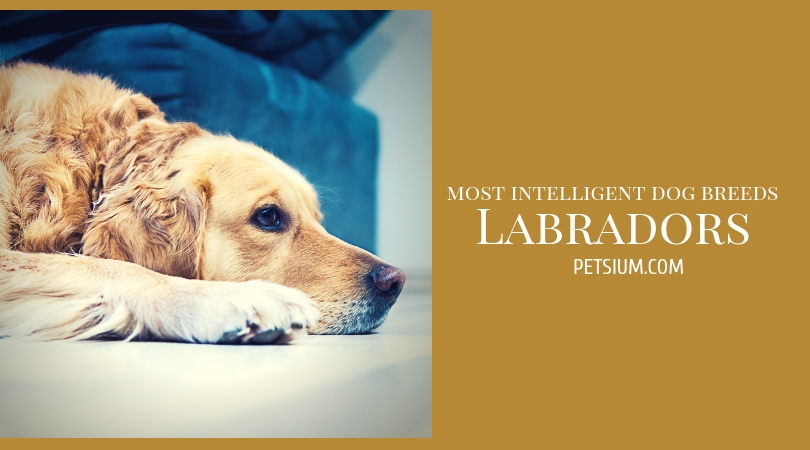 Labradors a loving and loyal companion