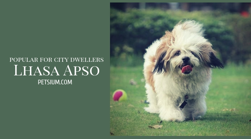 Lhasa Apso Apartment Dog