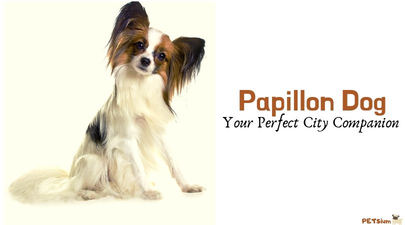 are they papillons good city dogs