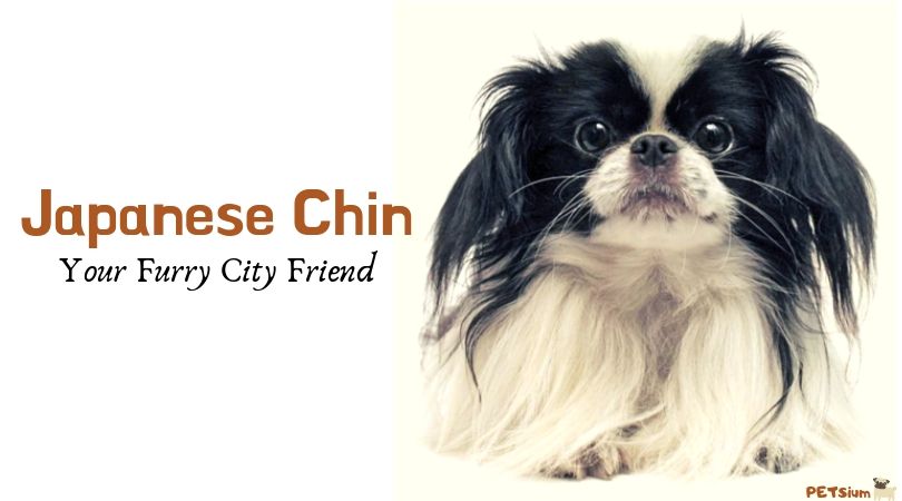 japanese chin dog breed info