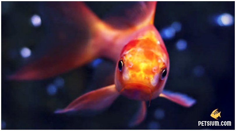 goldfish for pet