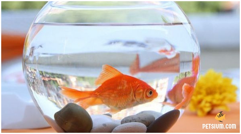 how to buy the goldfish 