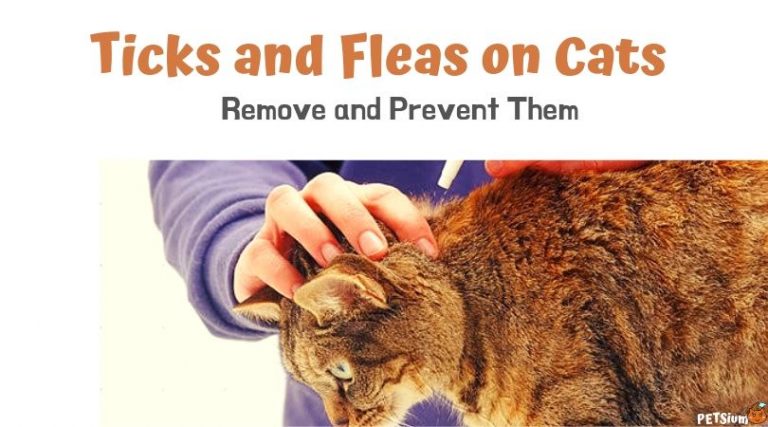 Ticks and Fleas in Cats - Petsium