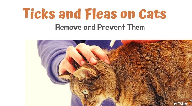 method for removing cat ticks