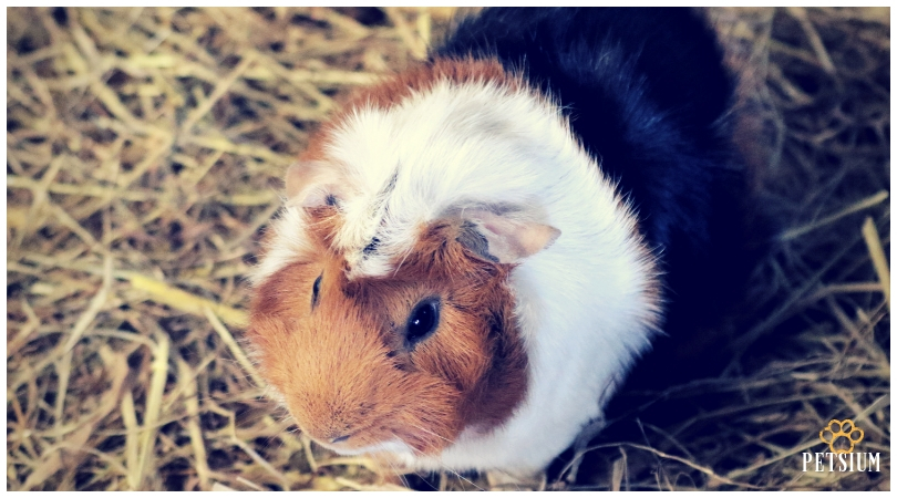 Guinea pigs pets for kids