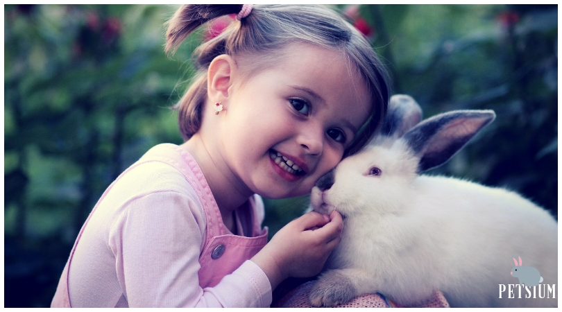 Is it a good idea to take a rabbit for a pet