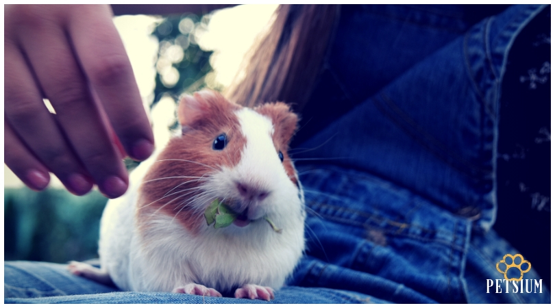 guinea pig for kids