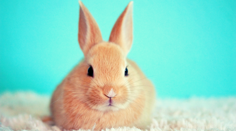 bunny for pet