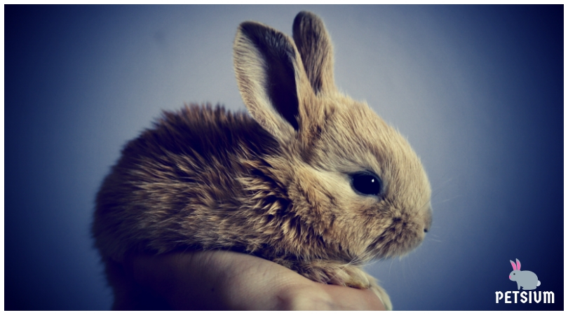cute rabbit for your home pet