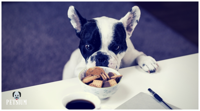 dogs get into the kitchen garbage pail