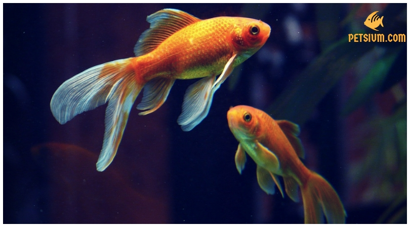 goldfish diseases