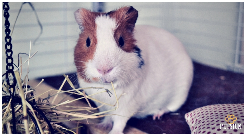 guinea pig for kids