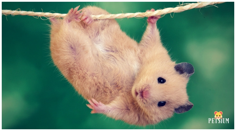 hamster exercise on wheel