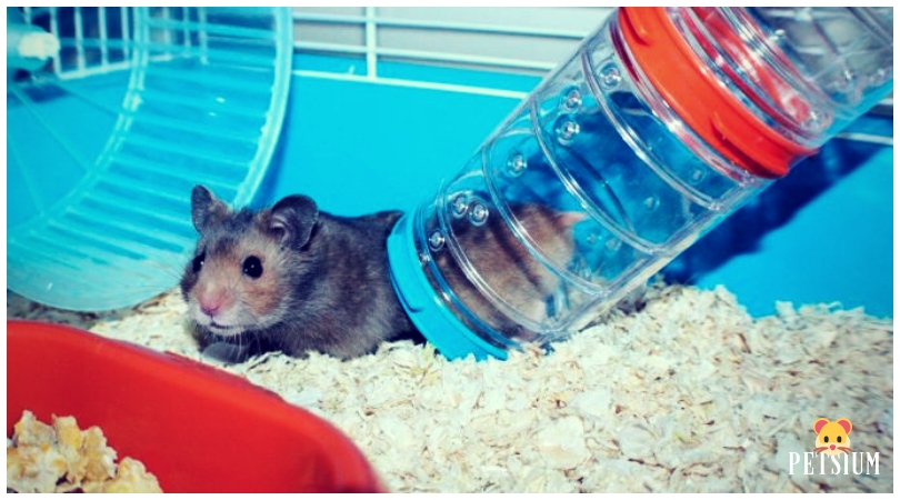 hamster section houses