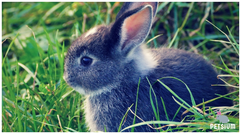 how to choose rabbit for your pet