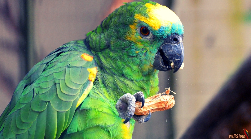 parrots and pet birds