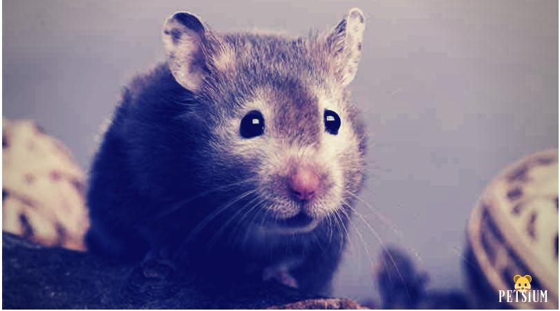 Syrian Hamsters most popular pets