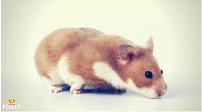 Syrian Hamsters with long haired coats