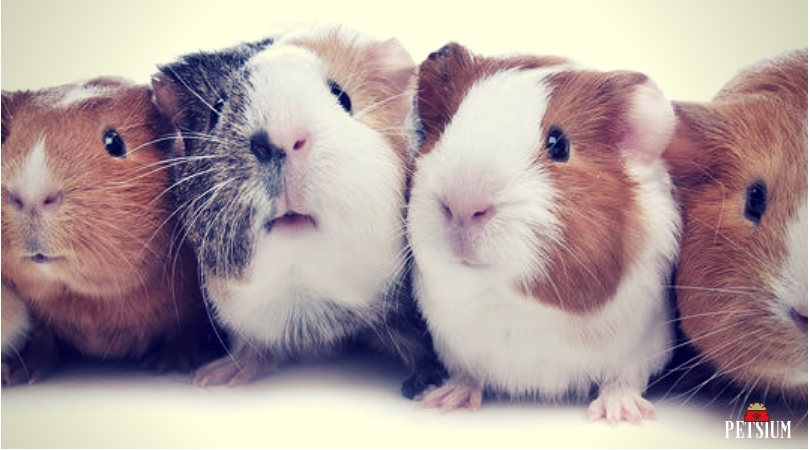 The Various Types Of Guinea Pigs