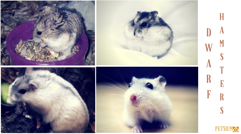 dwarf russian hamster facts