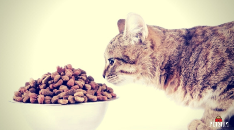 feed your cat with the new cat food