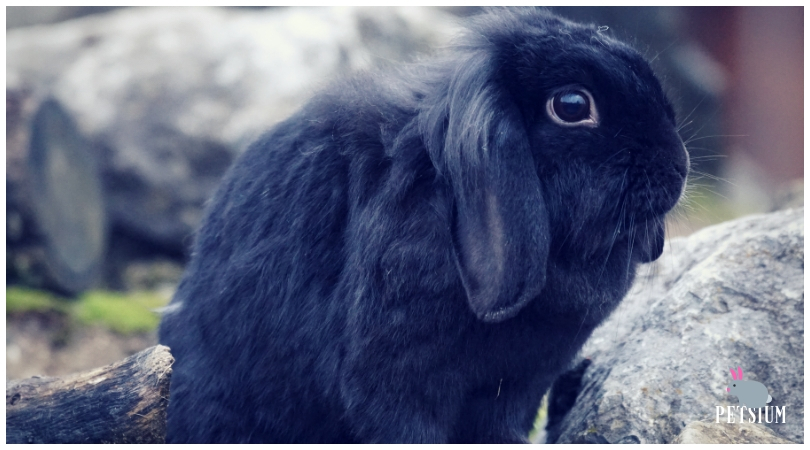 netherland dwarf rabbit care