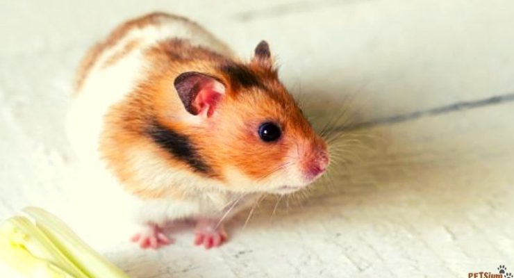syrian hamsters as pets