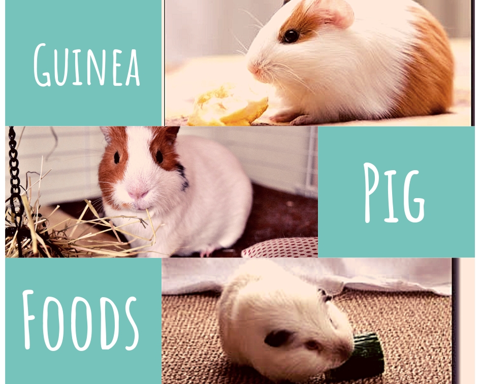 guinea pig favorite fruits and veggies