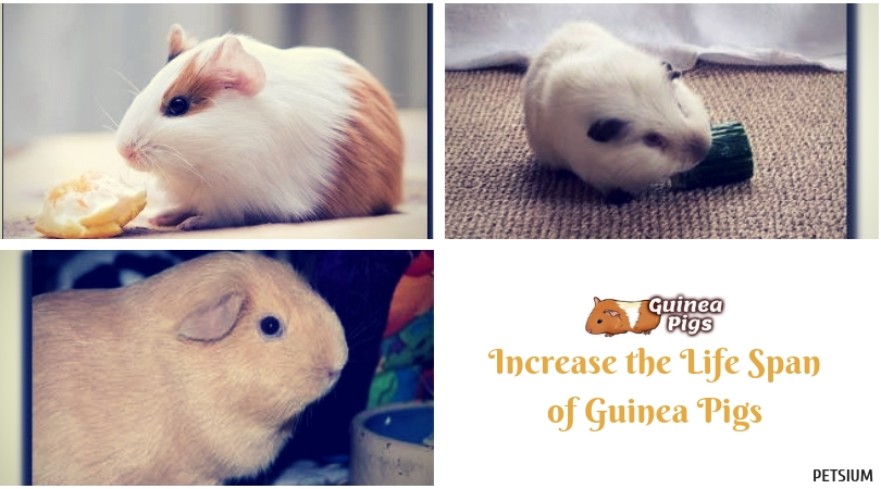 guinea pigs life span