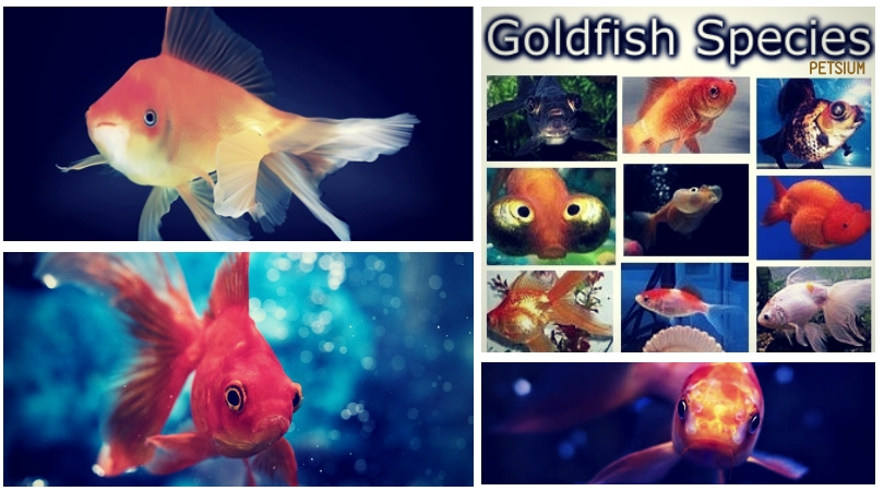 which species of goldfish is best for a pets