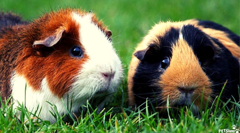 common health issues in guinea pigs