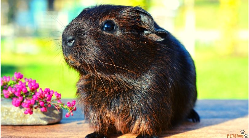 how to avoid guinea pig parasites