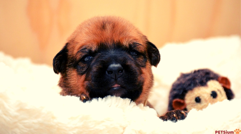 how to crate train a puppy