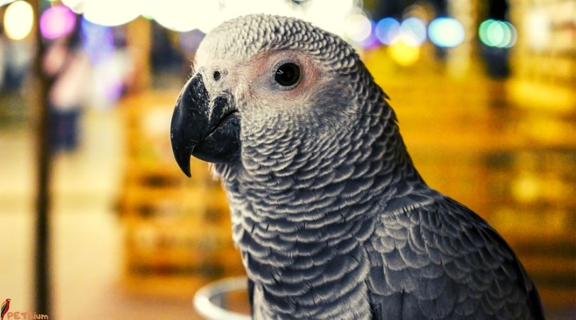 how to get rid of parrot biting
