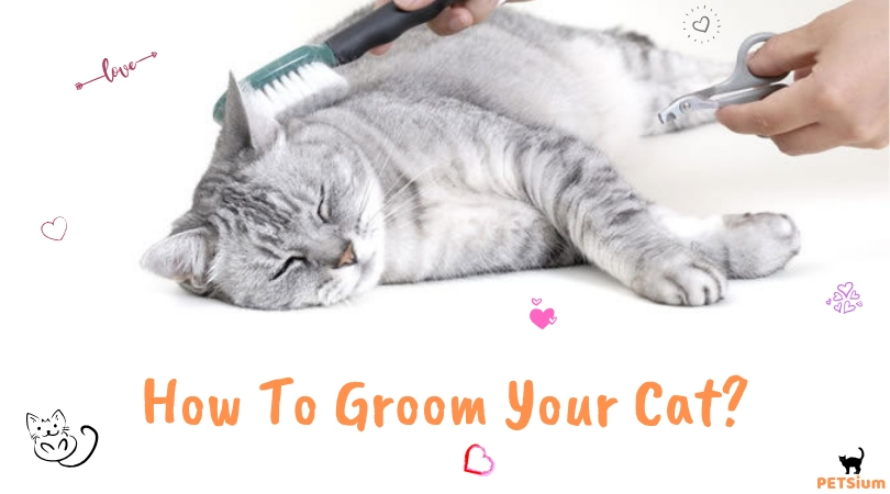 how to groom a cat that hates it