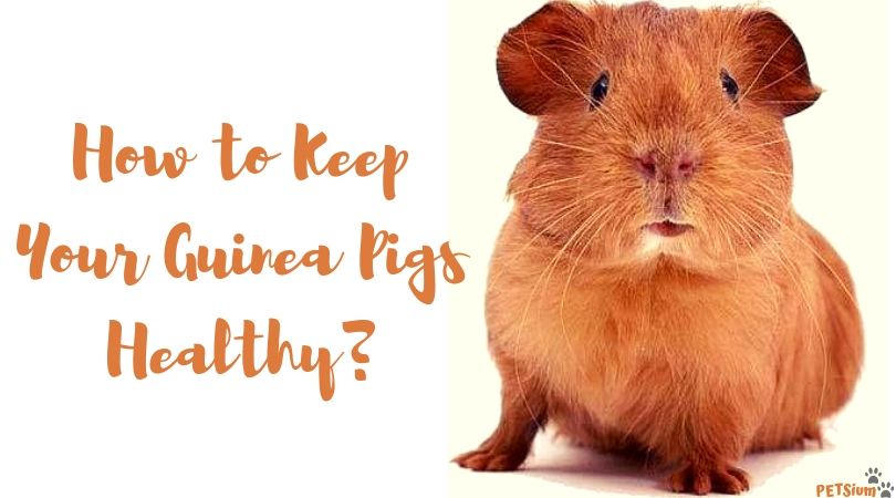 Guinea Pig Illnesses