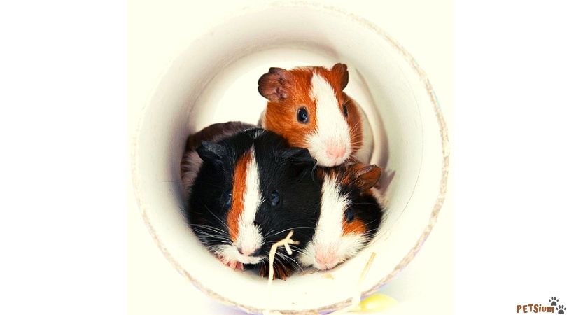 the best accessories for guinea pig cage