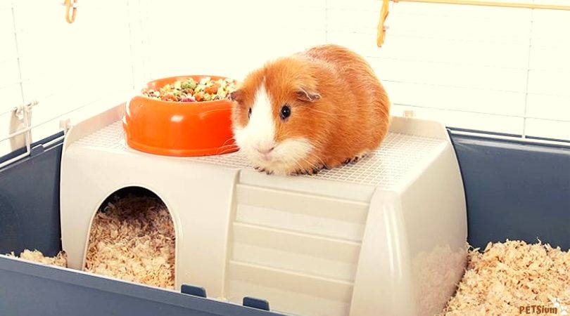 the best guinea pig cages