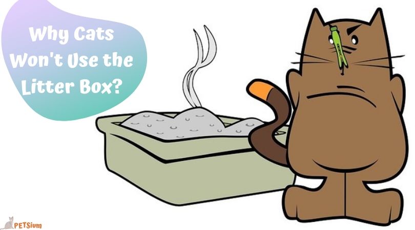 why cats won't use the litter box