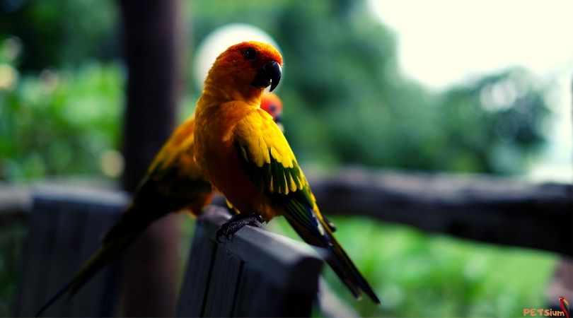 why do parrots plucking feather