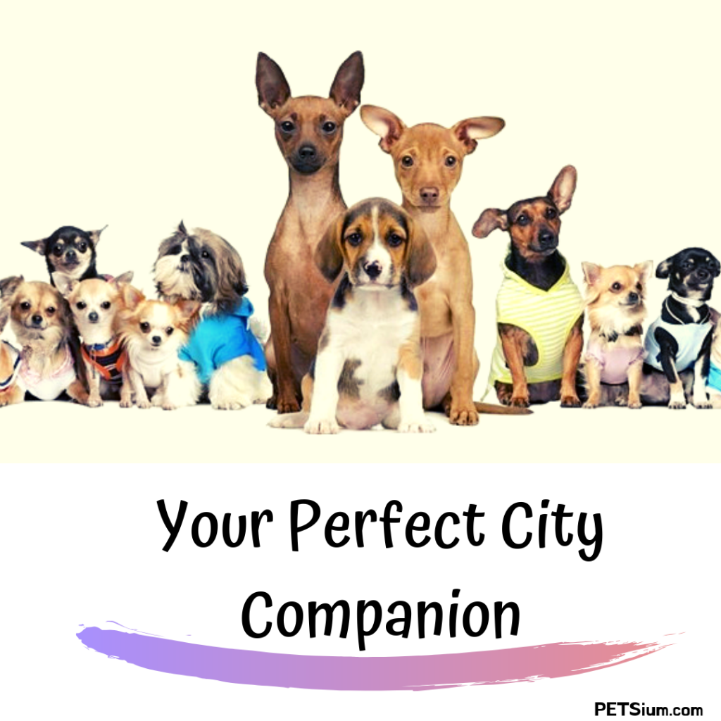 Best Small Dogs For Apartments