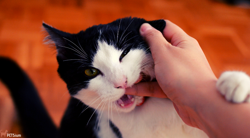 aggressive cat behavior towards humans
