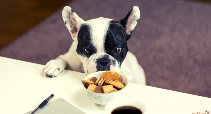 all about hypoallergenic dog food diet