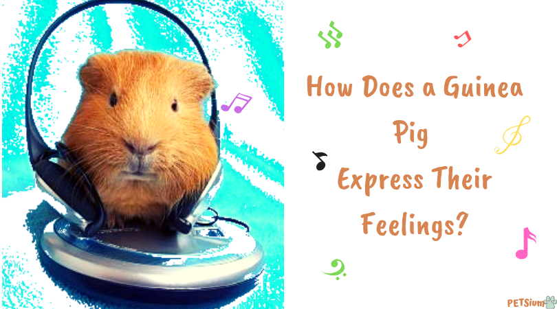 Guinea pig body language