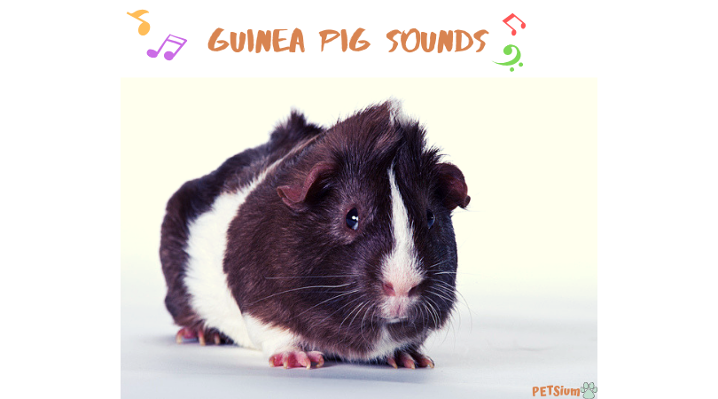 Guinea pig sounds