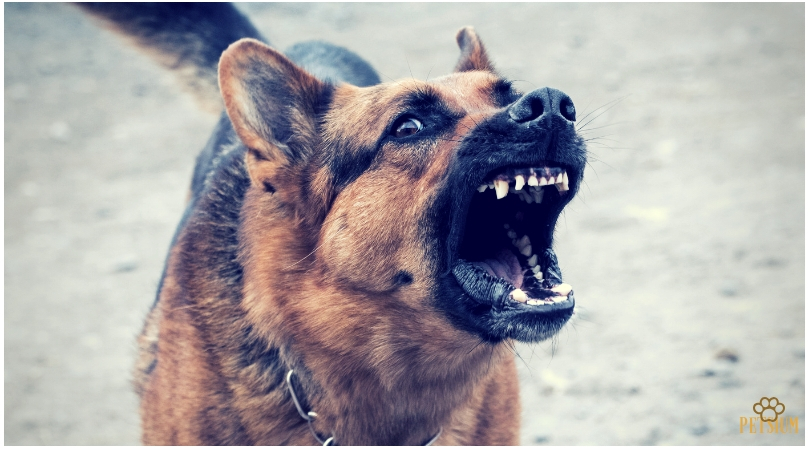 how to stop dog aggression