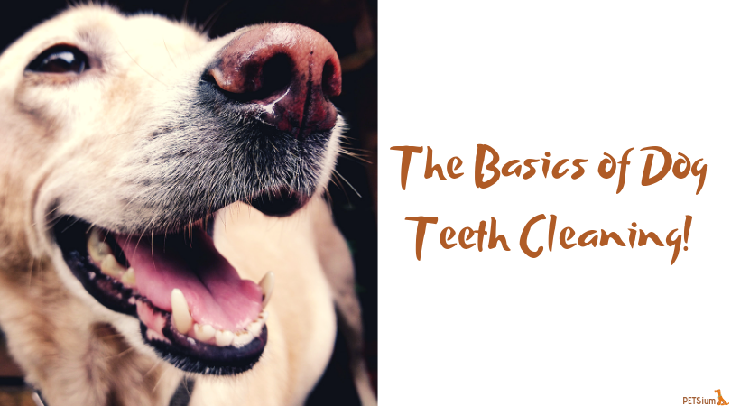 the basics of dog teeth cleaning