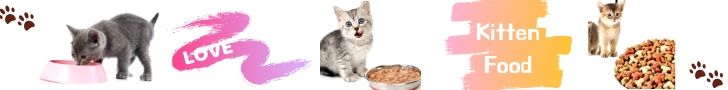 what can kittens eat